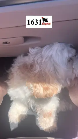 #dog #dogsoftiktok #dogs #1631digital #hudsonddog 