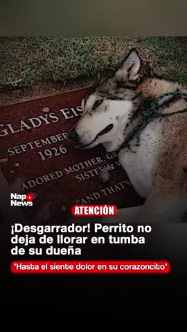 🚨#ATENCIÓN | Un video conmovedor muestra a un perrito que no deja de llorar junto a la tumba de su dueña 😢🐕. Una escena que refleja la lealtad y el amor incondicional que permanecen incluso después de la partida. 💔 La imagen ha conmovido a miles de usuarios en redes sociales, recordando que el vínculo entre humanos y animales va más allá de la vida. #LealtadEterna #AmorIncondicional #Fidelidad #EmociónReal