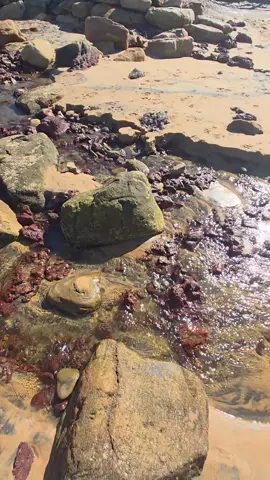 I love the beach and all its beauty 🥰  #fyp #beach #nature #Australia #sydney 