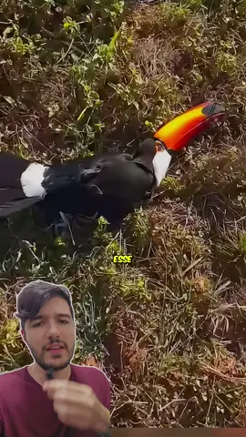 O Tucano que CAIU do Poste de Luz ! 😱