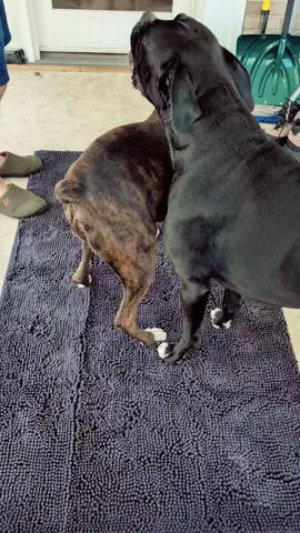 They really love their new mat! I need to get this as a large carpet! #twoboxersdelray #dogsoftiktok #boxerdogs #imhome 