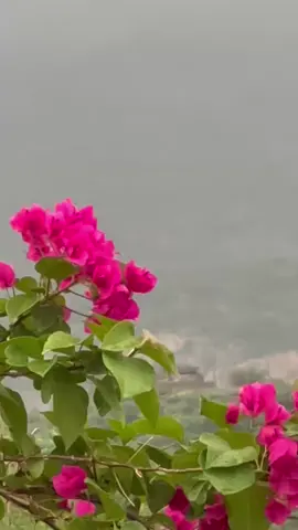#صباحكم_سعادة_وعافية_وراحه_بال🌷🍃 