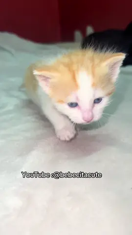 #cat #gatos #cute #cats 