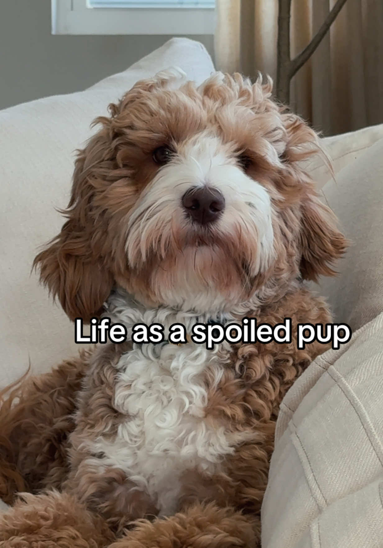 Luv my fur baby so much tho  #minigoldendoodle #puppy #dog 