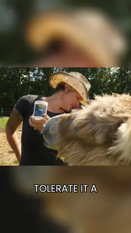 This is our secret for fighting flies during the summer☀️ #cashthedonkey #cashscrewrescue #swat #Summer