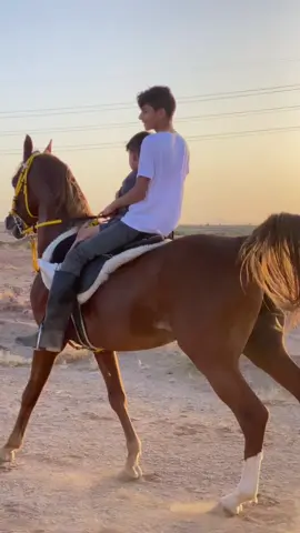 سبحان من صور وسواك🤍🩶. #مشاء_الله #محمد_الشمري #خياله🐎 #خيل_وخياله🐎 