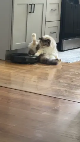 BAHA you disrupted her cleaning sesh  #robotvaccuum  @Panasonic USA #catsoftiktok #foryou #fyp 