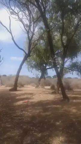 #المغرب #الجزائر #تونس 