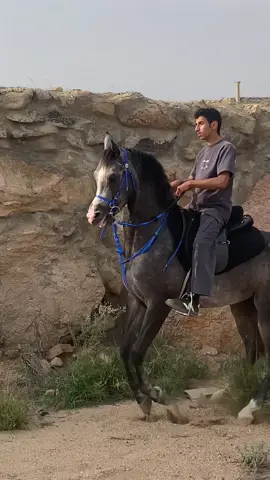 المهر الأكحل الله يبارك فيه🔥🔥🔥#اكسبلور #هاشتاق #خيل_وخياله🐎 #تربيع_الخيل #foryoupage 
