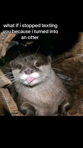 otters are my spirit animal😋#otters #spiritanimal #fyp #viral 