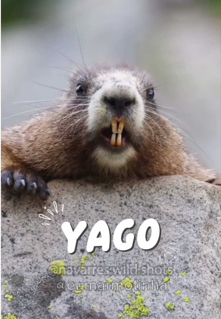 Eu Marmotinha gritando Yago