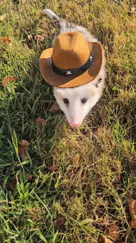 Because everyone should feel like a cowboy! #opossumsoftiktok #opossumlove #cowboy #shouldhavebeenacowboy #fyp 