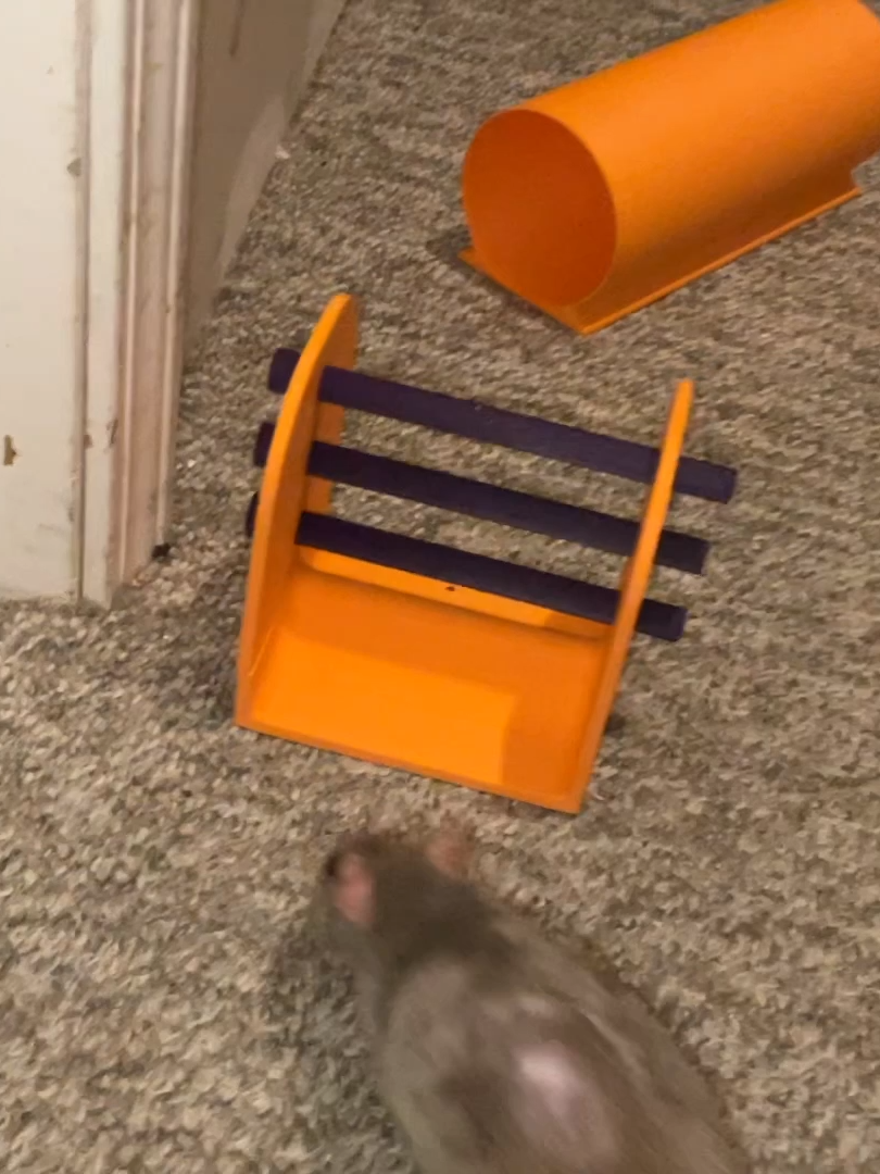 We recently got this amazing 3d printed agility course from Mr Mango Makes on etsy, and all the rats have been trying it out! I'm happy to say the agility course is amazing and meets every criteria I could ask for in a rat agility kit - and Crumb here was happy to show off just a few of the obstacles that came with it! . Want help with training your rats tricks? I have a rat training book available here! https://www.etsy.com/listing/1605480026/the-ultimate-guide-to-rat-training