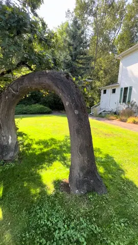 Tree in troutdale Oregon 