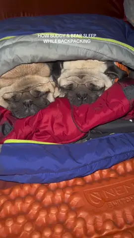Snug as a pug in a rug. Or I guess… snug as a pug in a sleeping bag with his brother 27 miles back in the Sierras 😂👍🏼 #pugsoftiktok #puglife #dogsoftiktok #pugs #backpacking 
