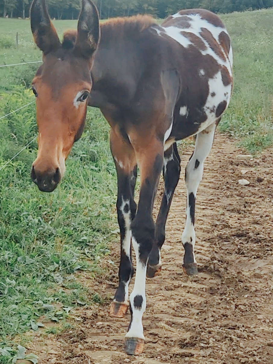 I hope his dam produces a mule half as nice next year ❤️ #mule #appaloosamule #mulefoal #crossviewequine #horses 