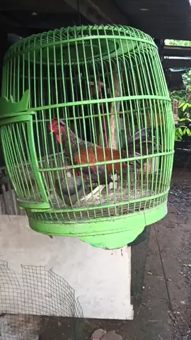 ayam bekisar jali gacor