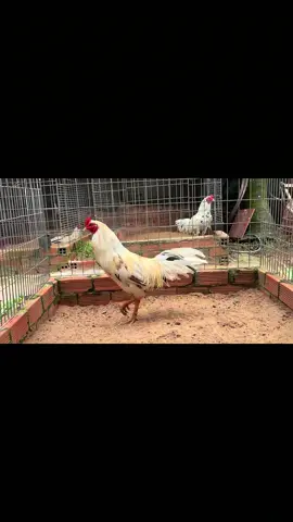 Bướm tơ ! chắc dứt được cái xổ 1xị được hả anh em ?? tay dữ lắm @bao siting @Bà Tuyết Trong Truyền Thuyết @Baosting_shop @BaoStingShop2 #trạigabaosting #baosting #Gabuombaosting 