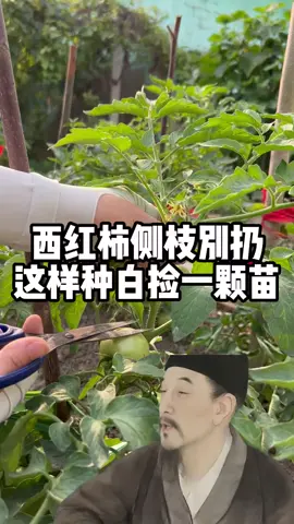 西红柿侧枝别乱扔 这样种白捡一棵苗！！ #种菜#上热搜 #上热门 #长知识 #生活小妙招 