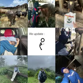 Life update tukang suntik + tukang ngombor sapi 
