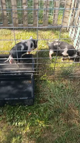 love happy pigowitzs #crookedpineranchtexas #pigowitzs #piglets #kunekune 