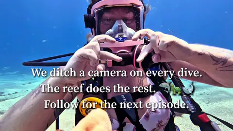 Forever a guest in the most amazing home 🐳🌊 #fyp #turtles #divedivelive an ocean without humans 🌊🦈 