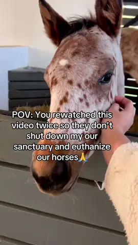 Every kind comment would mean a world to me ❤️#horse #horses #equine #shelter #HorseRescue 
