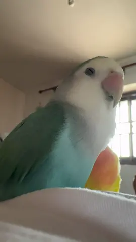 Are you falling asleep?? 🤔 #birdsoftiktok #suriname #lovebirds #parrot #fyp 