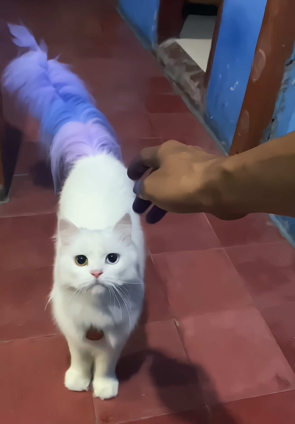 Pagi yang cerah dengan warna ekor yang indah🫶 @4nxious @MBAK_S @MAS_G @m.kurr #matina #CapCut #kucinglucu #kucing #catlover #cute #kucinggemoy #catpersia #persia #trand #masukberanda #kemoceng #fy #promomakangajian 