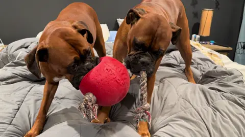 Some bed tug of war #zeustheboxerdog #lunatheboxerdog #boxerdogsoftiktok #boxerlovers #boxerdogs 