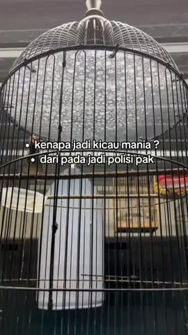 #prenjakgacor #prenjakngalun #kicaumaniaindonesia #hobiburung 