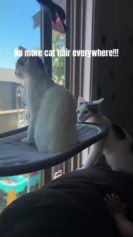 No more wasteful lint rollers! I’m all for saving money and the earth😅🌎 #cattok #kittensoftiktok #kittenfur #shedding #CleanTok #lintroller #fypシ゚viral 
