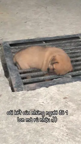 hay rủ lắm #dogfunny #fyp #videoviral #funny #dog 