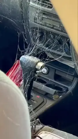 Not a chance  #joke #comedy #react #humor #spider 