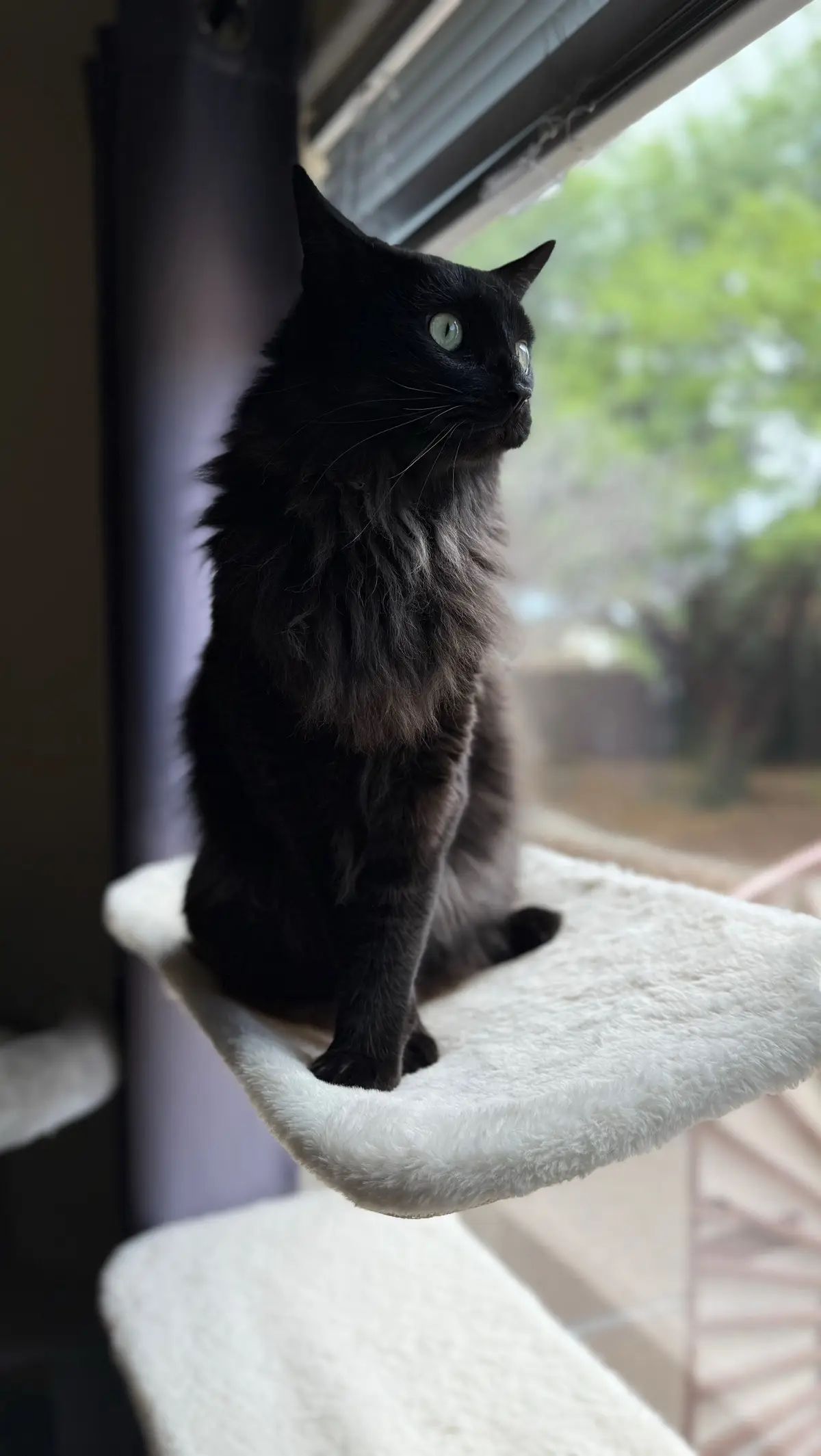 Cat sitting our friend Binx this weekend 🥰 He’s such a handsome lover boy! 🥹 #catsoftiktok #blackcat #catsitter #catlover #fy 