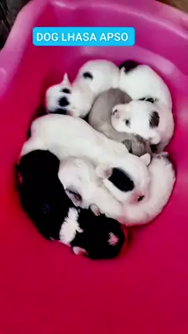 casinha pra cachorro e gato 