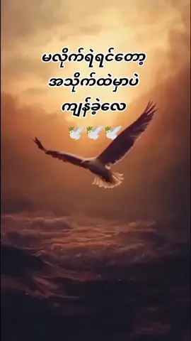 #မြန်မာ🇲🇲vsထိုင်း🇨🇷 #ရောက်စမ်းပါနေရာစုံ #ရောက်ချင်ရာရောက်တော့ 