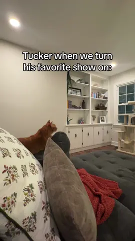 he talks to the tv, it’s very cute #catsoftiktok #fyp #cats #cat #orangecat #orange #tv 