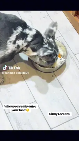 #candicerinaldo #frenchie #foryoupage #dogfood 