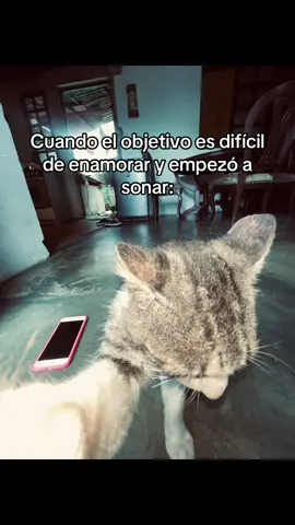 Cuando el objetivo es difícil de enamorar y empezó a sonar: #fyp #viraltiktok #paratiiiiiiiiiiiiiiiiiiiiiiiiiiiiiii #gatostiktok #amor 