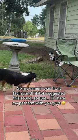 #doglover 