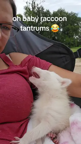 #raccoonsoftiktok🦝 #raccoonbaby #raccoonlife #raccoonlove #raccoonpet 