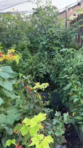 Let’s trim these tomatoes! 