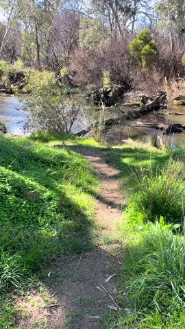 Campaspe River Axedale 🥰#fyp #foryou #nature #australia #australiatiktok 