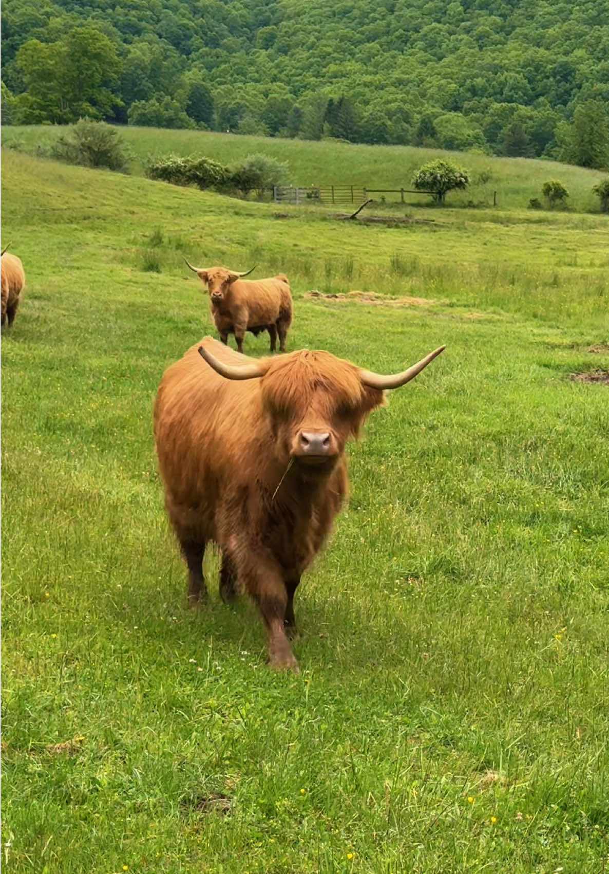 Bonnie’s got that sass #highlandcow #farm #farmlife #ranch #ranchlife #cowsoftiktok #animalsoftiktok #cows #fluffycow #farmland #highlandridgeranch #minicow #minicows #minicowsoftiktok 
