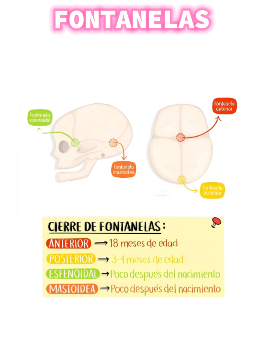 📚📄 Fontanelas en Recién Nacidos. . . . . . . #aprendemos #estudiar #estudiantedeenfermeria #viraltiktok #amoaprender 