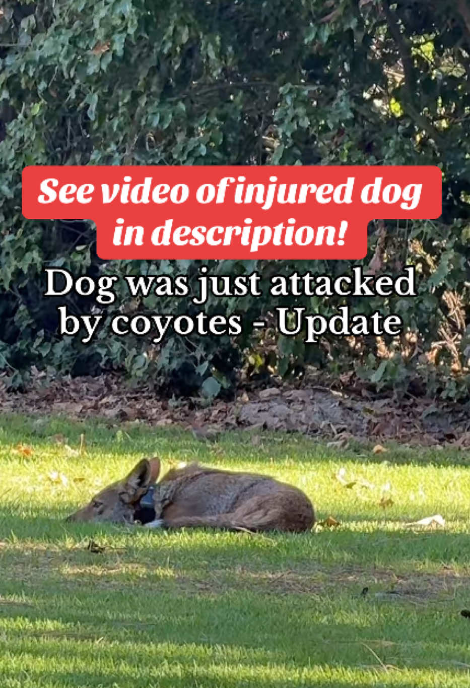 footage of dog casper vs coyotes #fyp #dog #injured #attacked #coyote  @p_g_stories_official 