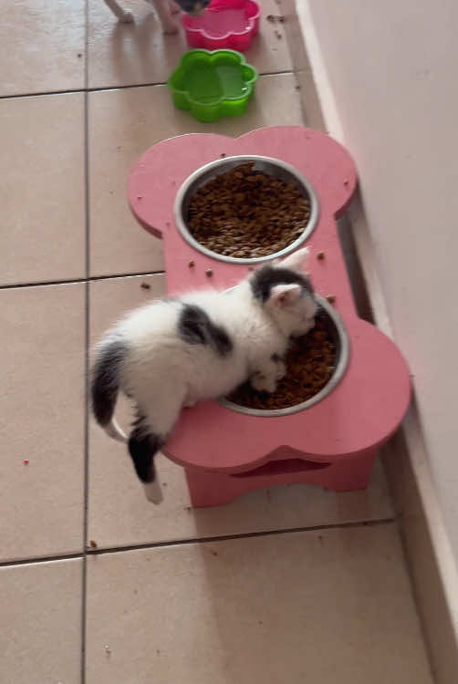 All kinds of sleeping positions of little cats 🐱 #cat #foryou #funny #Love #pets#funnyvideo #fyp #tiktok 