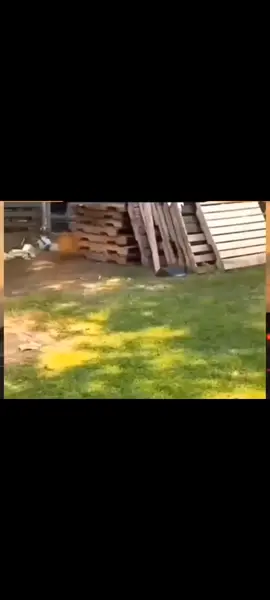buen susto ala pobre gallina sjja#fanny #reelsvideo #lagallina #perrojajaja 