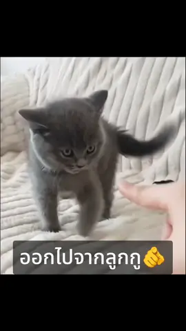 เมื่อจู่ๆลูกอารมณ์ก้าวร้าว #แมว #ตลก #น่ารัก 